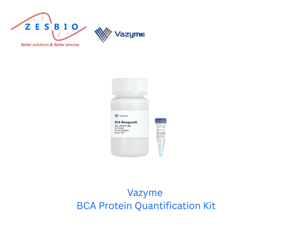 Vazyme Tế bào – BCA Protein Quantification Kit