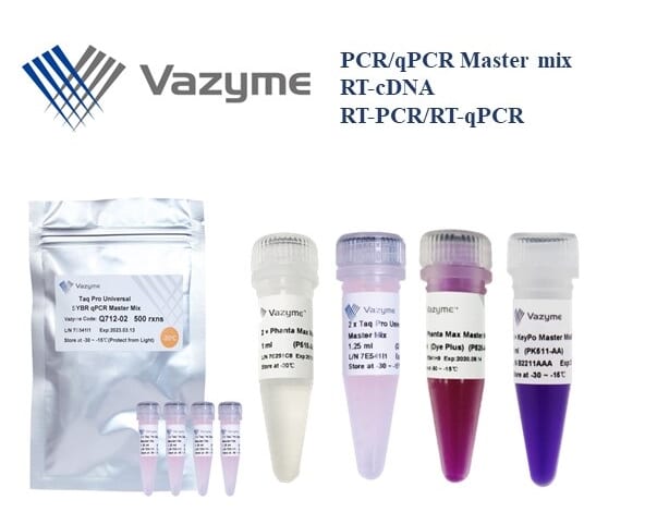 Phanta Max Super-Fidelity DNA Polymerase P505