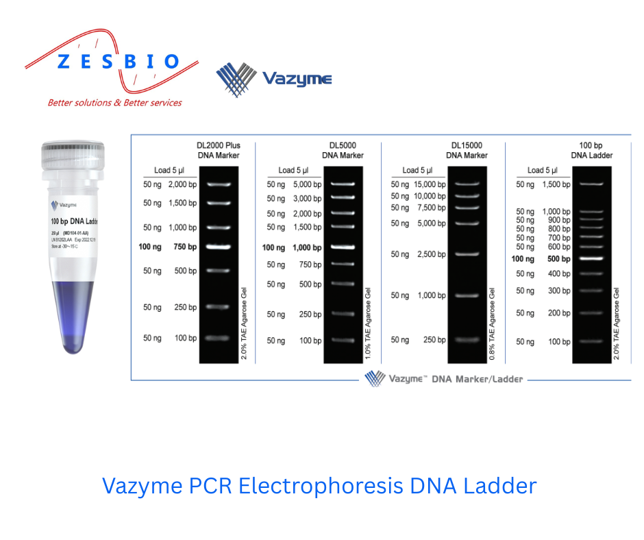 Vazyme PCR Electrophoresis DNA Ladder  – 100 bp DNA Ladder